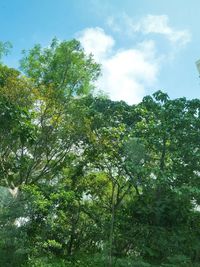 Low angle view of fresh green tree against sky