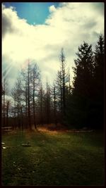 Trees against sky