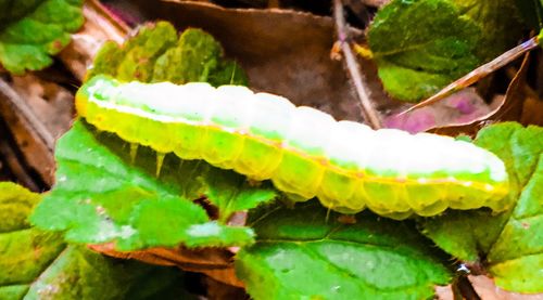 Close-up of insect on plant