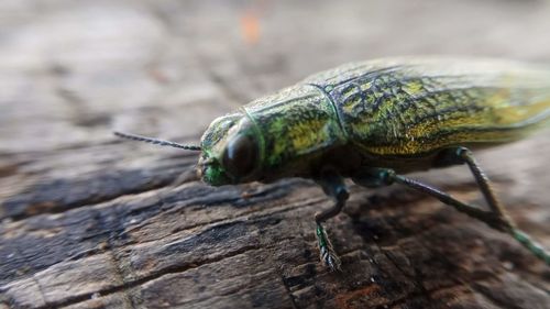 Close-up of insect on wood