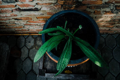 Close-up of potted plant against wall