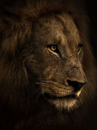 Close-up of lion looking away