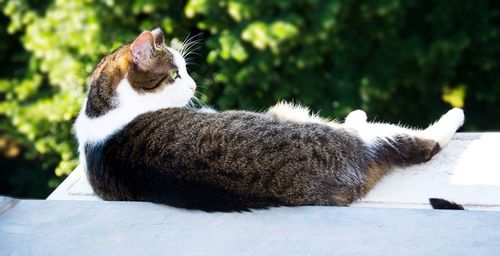 Close-up of cat sleeping