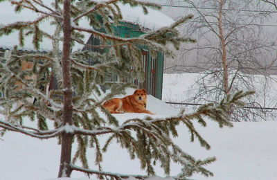 Close-up of snow on tree branch during winter