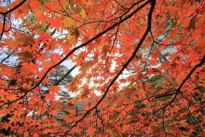 Low angle view of maple tree