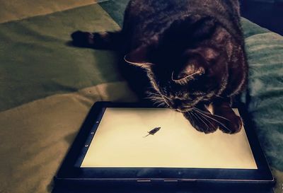 Close-up of dog relaxing on smart phone