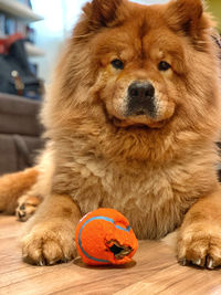 Close-up portrait of dog sitting on floor