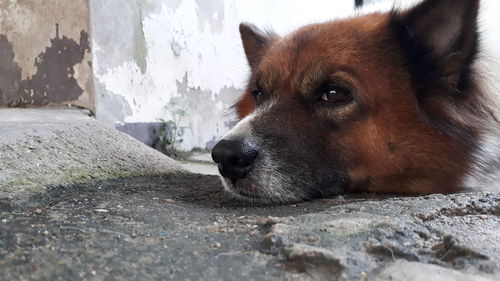 Close-up of dog resting