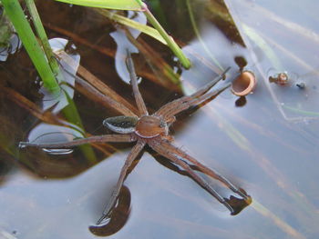 Close-up of turtle in water