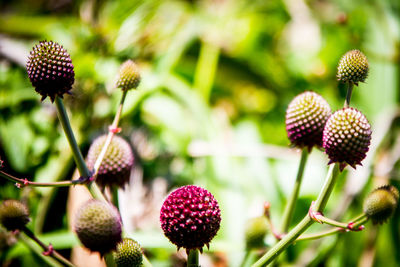 Close-up of flowers against blurred background