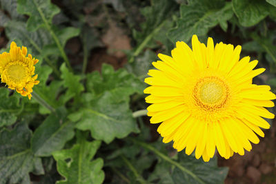 flowering plant