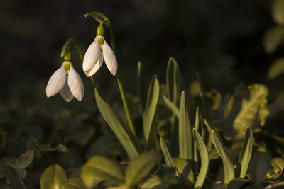 Close-up of white flowers