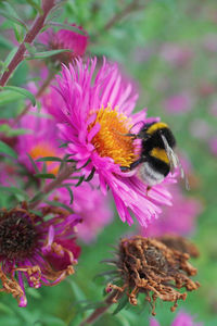 Close-up of honey bee pollinating on purple flower