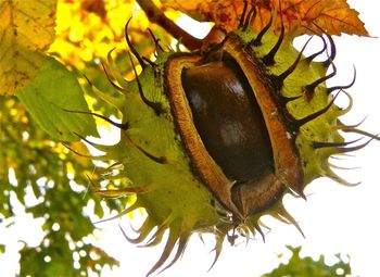 Low angle view of leaves on tree