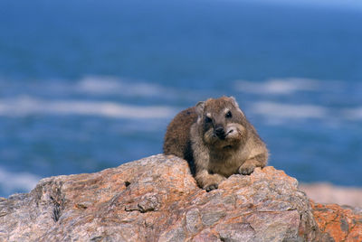 Close-up portrait of hyrax on rock by sea