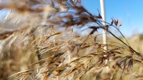 Close-up of stalks in field