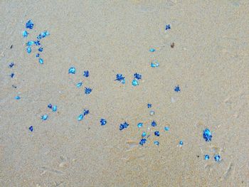 Close-up of footprints on sand