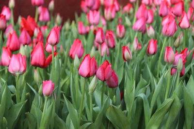 Close-up of pink tulips on field