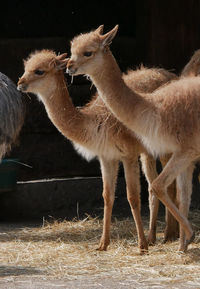 Sheep standing in a field