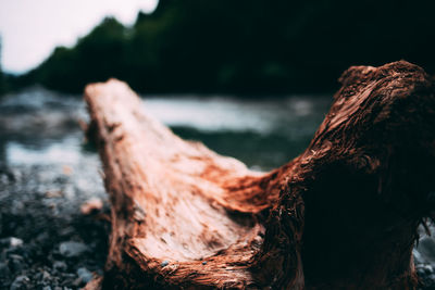 Close-up of driftwood on tree trunk