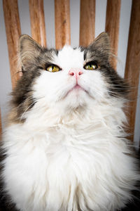 Close-up portrait of a cat