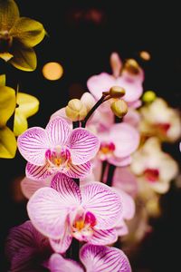 Close-up of pink flowers