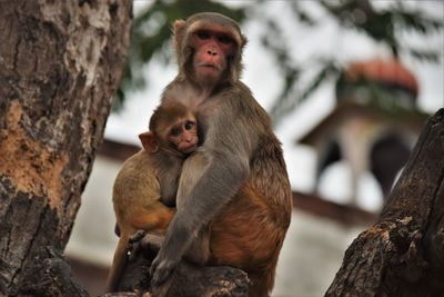 Monkey sitting on rock