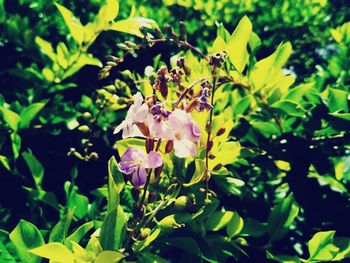 Close-up of honey bee on flower