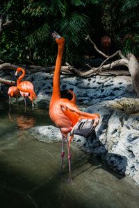 View of birds in water