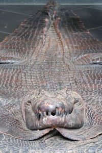 Close-up of crocodile