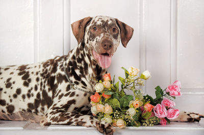 Portrait of a dog at home