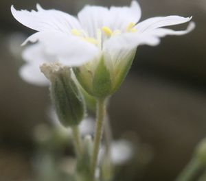 Close-up of white flowers