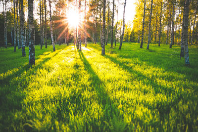 Sunlight streaming through trees on field