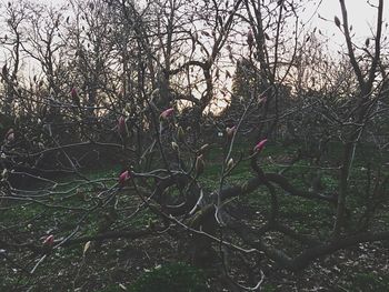 Low angle view of trees