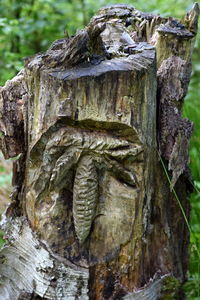 Close-up of lizard on tree trunk