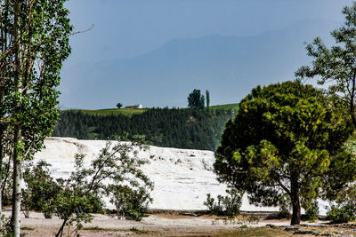 Trees on landscape against clear sky