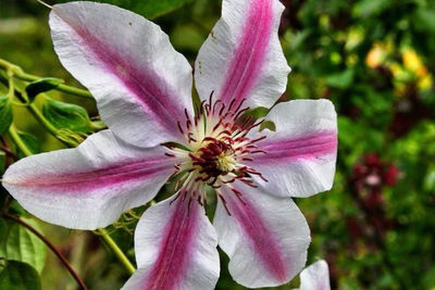 Close-up of pink flower