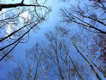 Low angle view of bare trees against clear blue sky