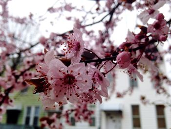 Low angle view of cherry blossoms in spring