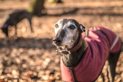 Close-up of dog outdoors