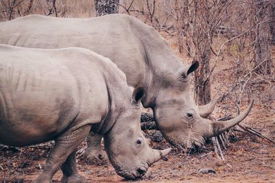 View of rhinos  in zoo