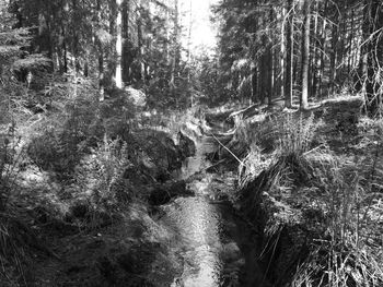 Trees in forest