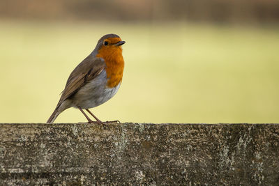 Close-up of bird perching on retaining wall