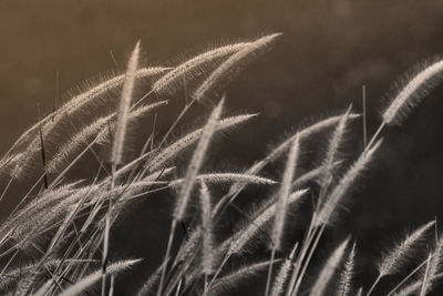 Close-up of reed grass growing in field