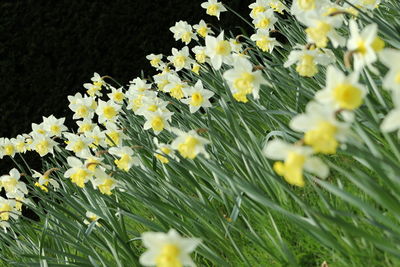 Close-up of yellow flowers in field