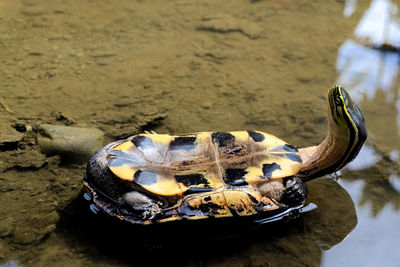 Close-up of turtle in the lake