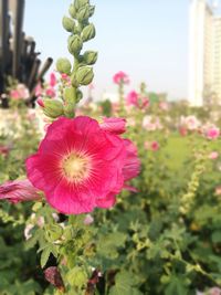 Close-up of flower blooming outdoors