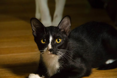 Closeup portrait of black and white cat