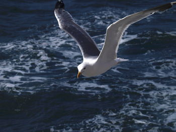 Seagull flying over sea