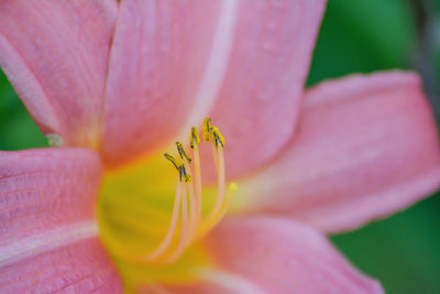 Close-up of pink lily blooming outdoors